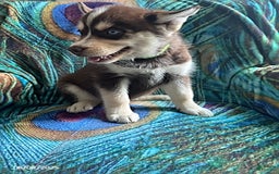Pomsky dogs for sale: Rover - Image 4