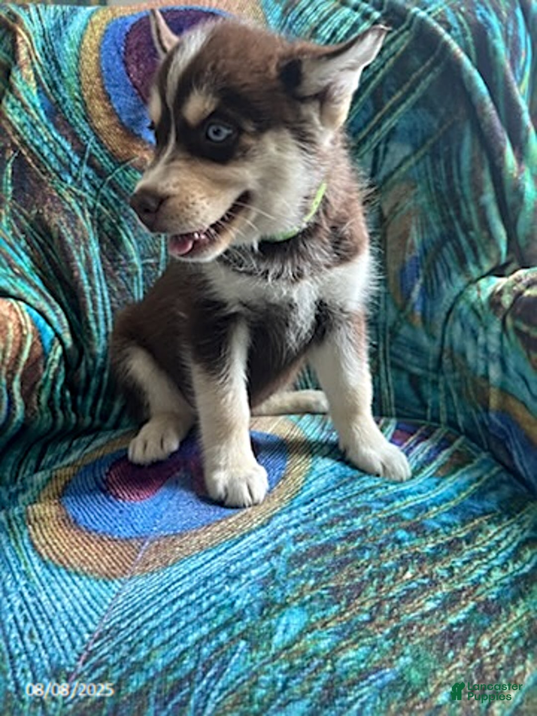 Pomsky dogs for sale: Rover - Image 4