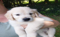 Golden Retriever dogs for sale: Peter - Image 5