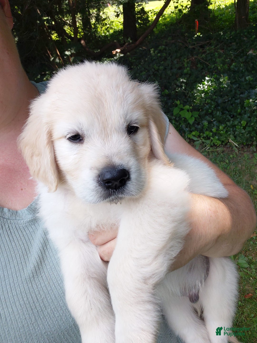 Golden Retriever dogs for sale: Peter - Image 5