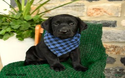 Labrador Retriever dogs for sale: Cannoli - Image 1