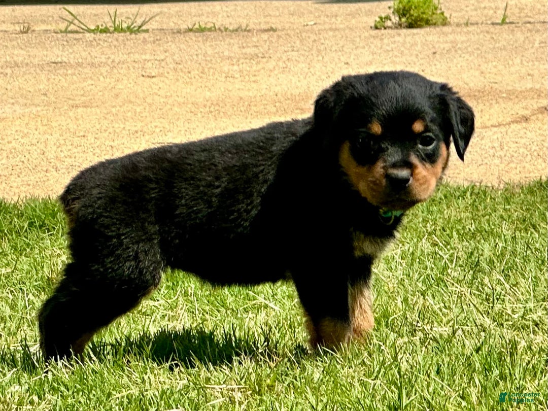 Rottweiler dogs for sale: Light Blue Collar - Image 2