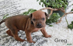 Rhodesian Ridgeback dogs for sale: Greg - Image 1