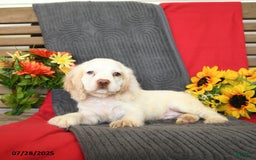 Cocker Spaniel dogs for sale: Pogo - Image 6