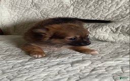 Pomchi dogs for sale: Tommy - Image 1