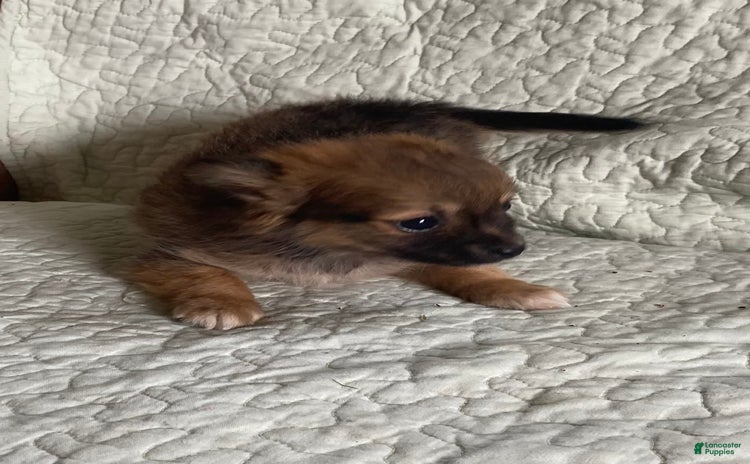 Pomchi dogs for sale - Ad 1