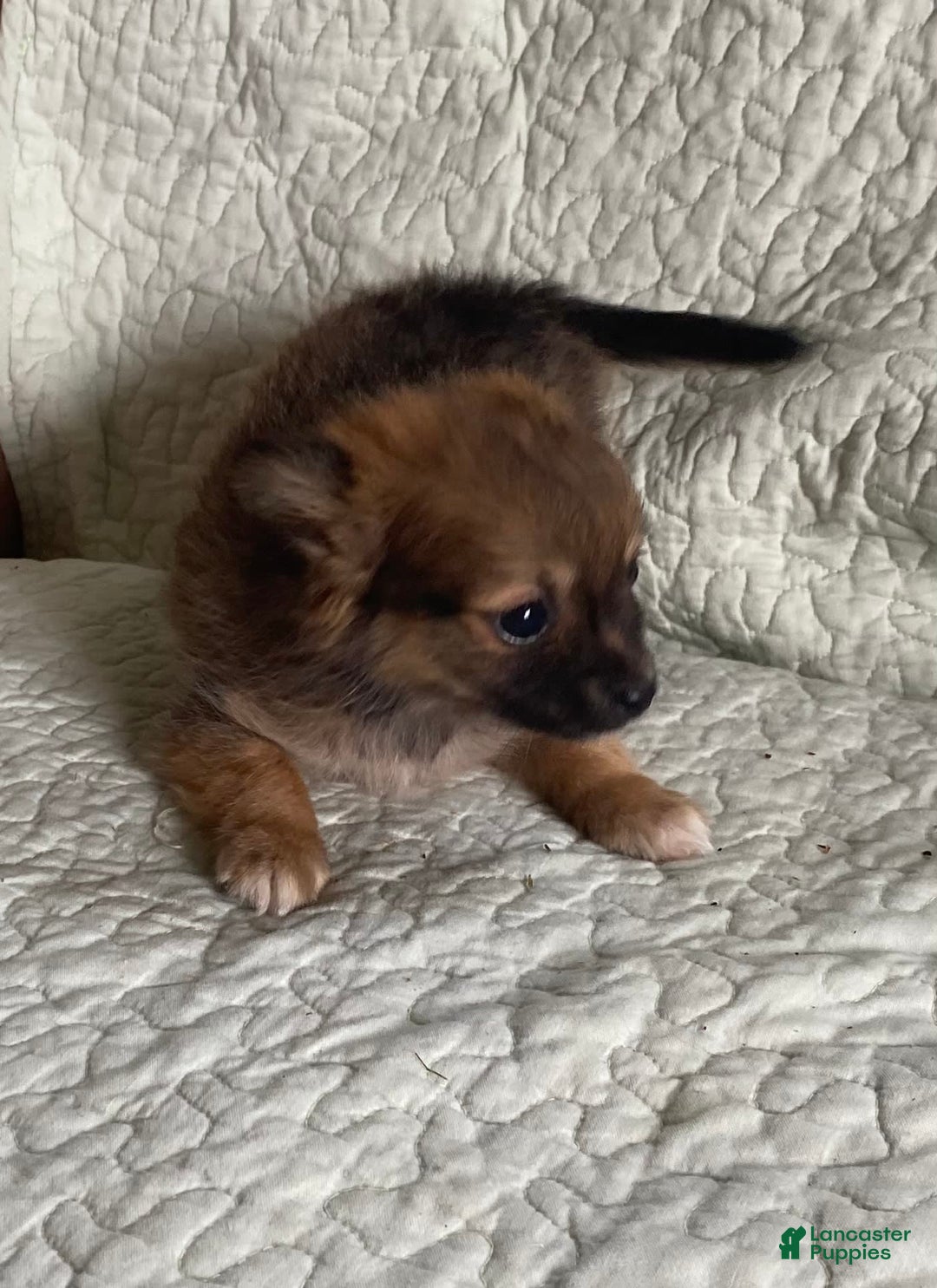 Pomchi dogs for sale: Tommy - Image 1