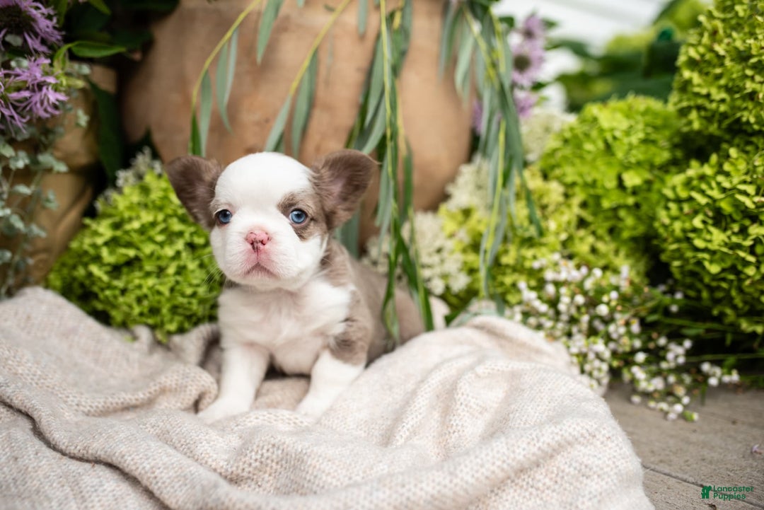 French Bulldog dogs for sale: Diamond - Image 5