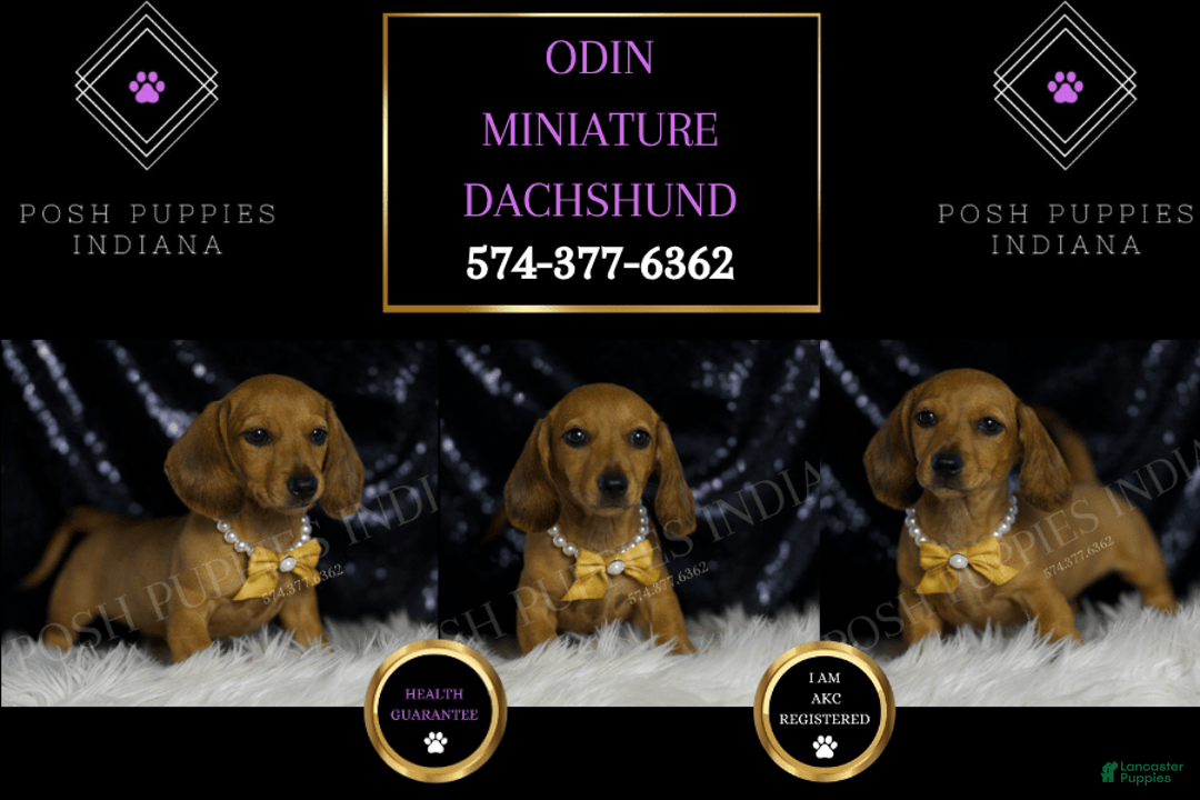 Miniature Dachshund dogs for sale: Odin - Image 2