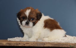Shih Tzu dogs for sale: Leroy - Image 3
