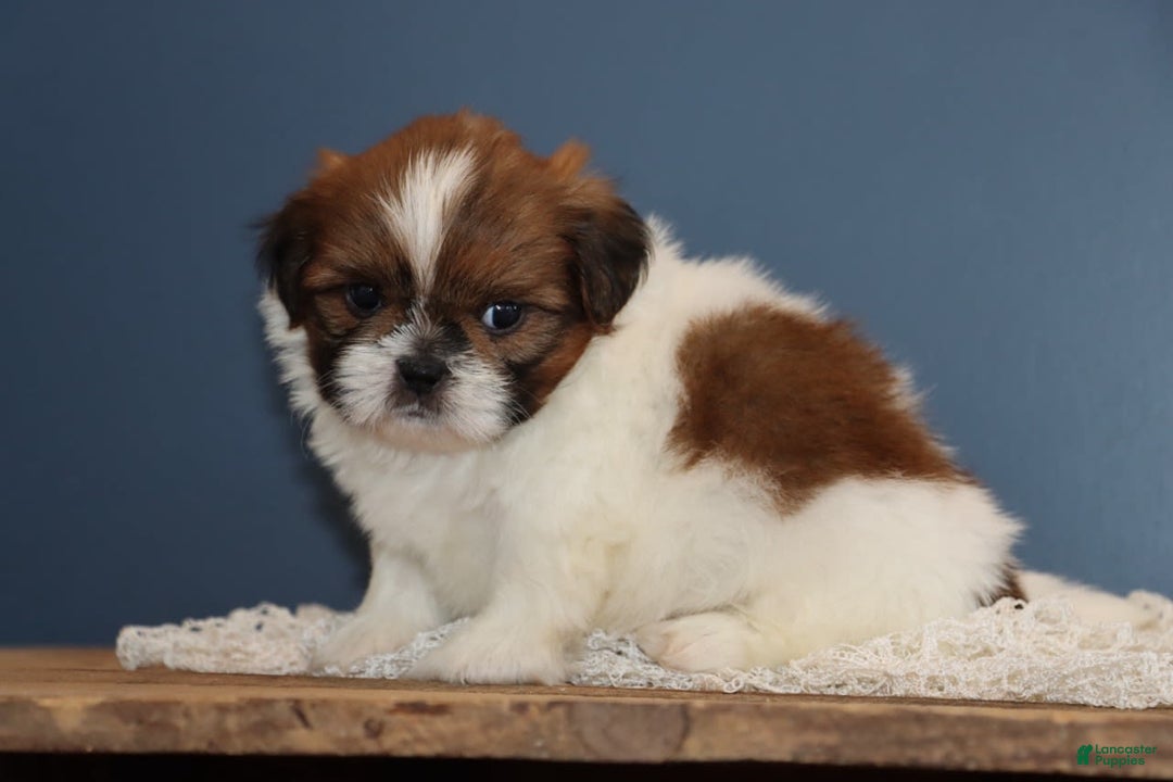 Shih Tzu dogs for sale: Leroy - Image 3