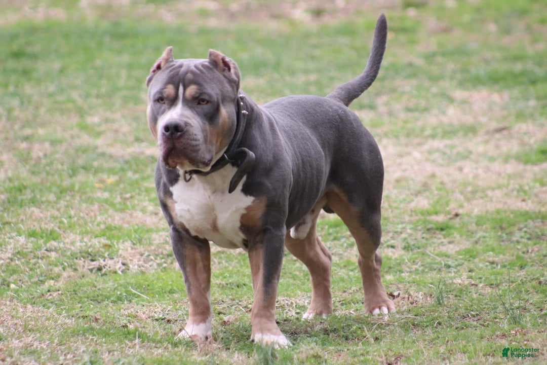 American Bully dogs for sale: Socks - Image 123