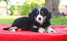 Mini Bernedoodle dogs for sale: Selah - Image 5