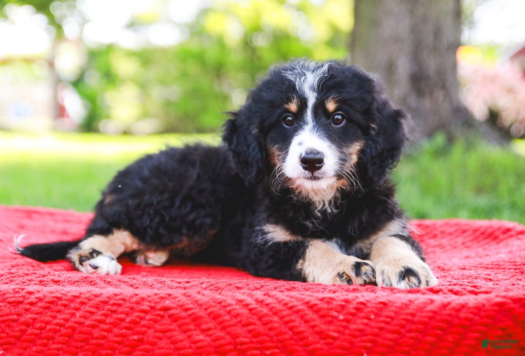 Mini Bernedoodle dogs for sale: Selah - Image 5