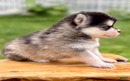 Pomsky dogs for sale: Selene - Image 14