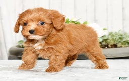 Cavapoo dogs for sale: Tucker - Image 9