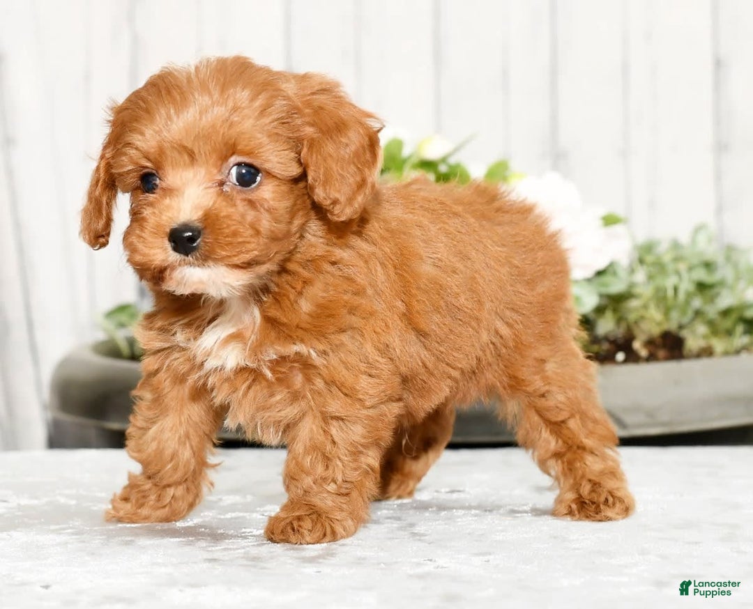 Cavapoo dogs for sale: Tucker - Image 9
