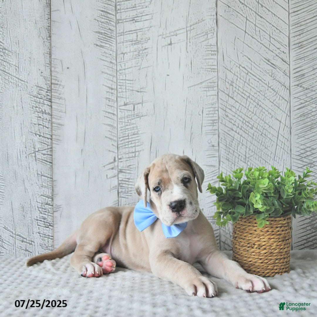 Great Dane dogs for sale: Russell - Image 2