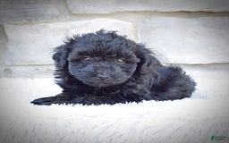  dogs for sale: Mini Goldendoodle 3 puppies - Image 9