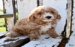 Mini Goldendoodle dogs for sale: Gwen - Image 5