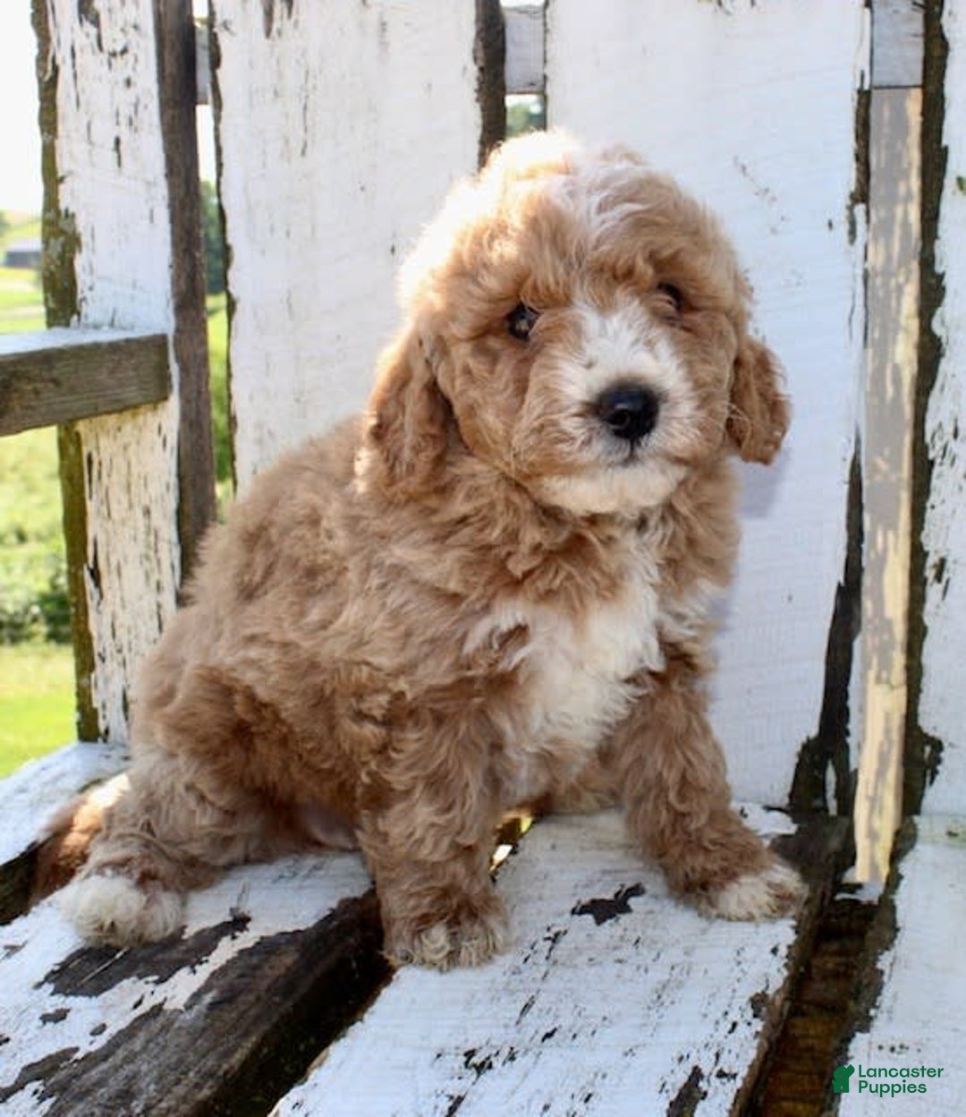 Mini Goldendoodle dogs for sale: Gwen - Image 5