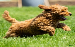 Goldendoodle dogs for sale: Annie - Image 5