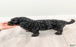 Mini Bernedoodle dogs for sale: Diego - Image 1