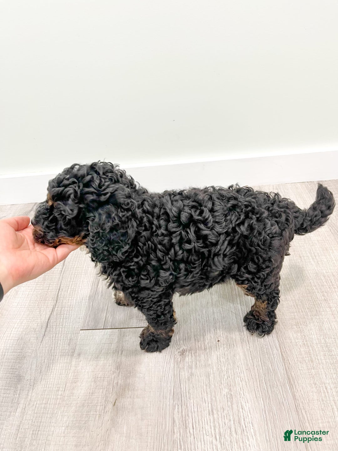 Mini Bernedoodle dogs for sale: Diego - Image 1