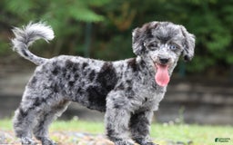 Havapoo dogs for sale: Poppy - Image 4