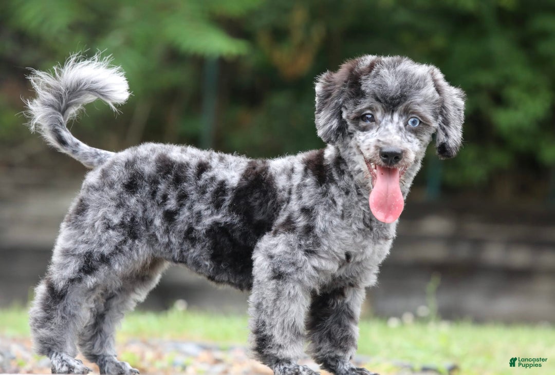Havapoo dogs for sale: Poppy - Image 4