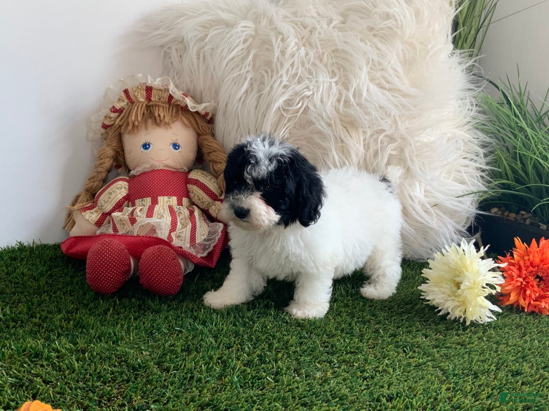 Toy Poodle dogs for sale: Jimmy - Image 2