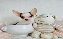 Chihuahua dogs for sale: Christy - Image 1