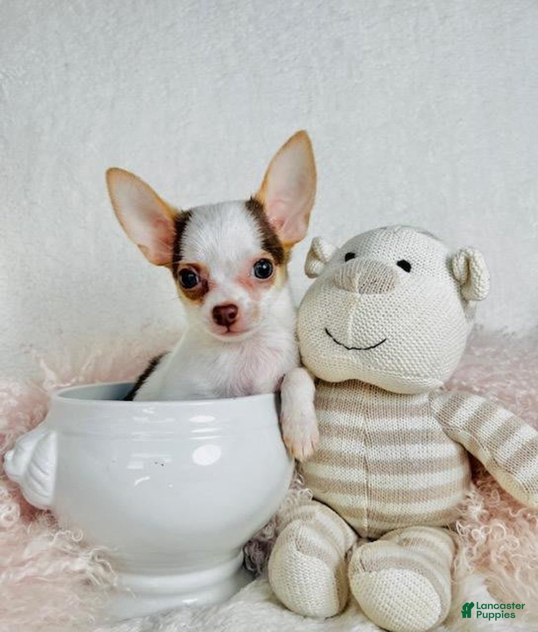 Chihuahua dogs for sale: Christy - Image 1