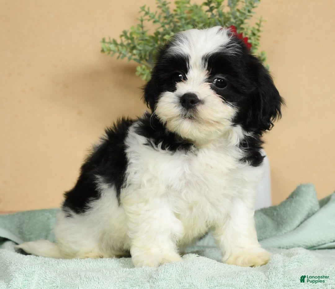 Teddy Bear dogs for sale: Sabrina - Image 5