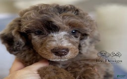 Standard Poodle dogs for sale: Amos - Image 8