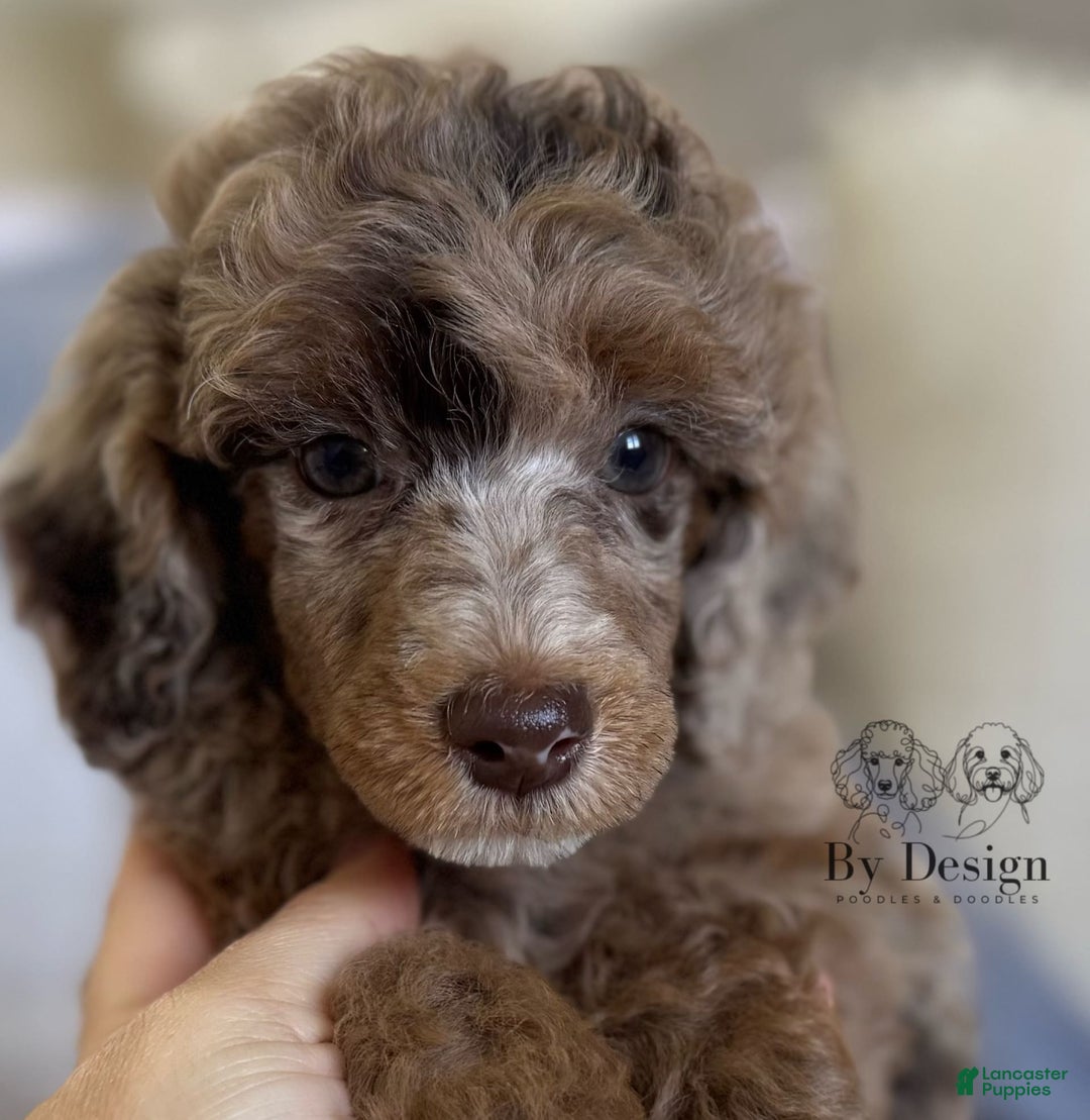 Standard Poodle dogs for sale: Amos - Image 8