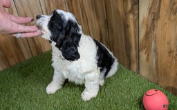 Cavapoo dogs for sale: Missy Girl 2 - Image 5