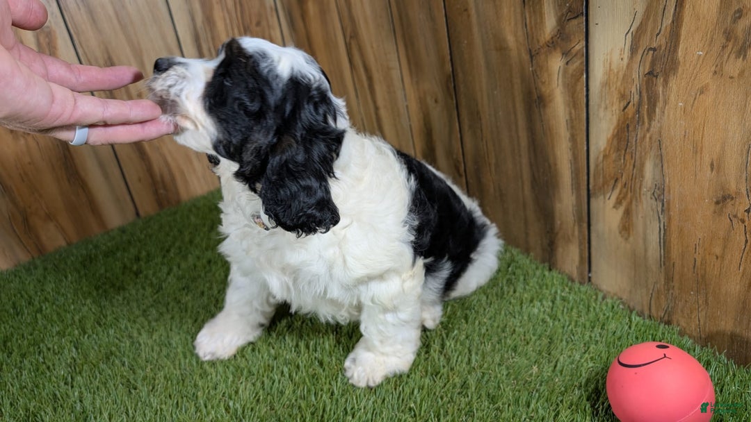 Cavapoo dogs for sale: Missy Girl 2 - Image 5