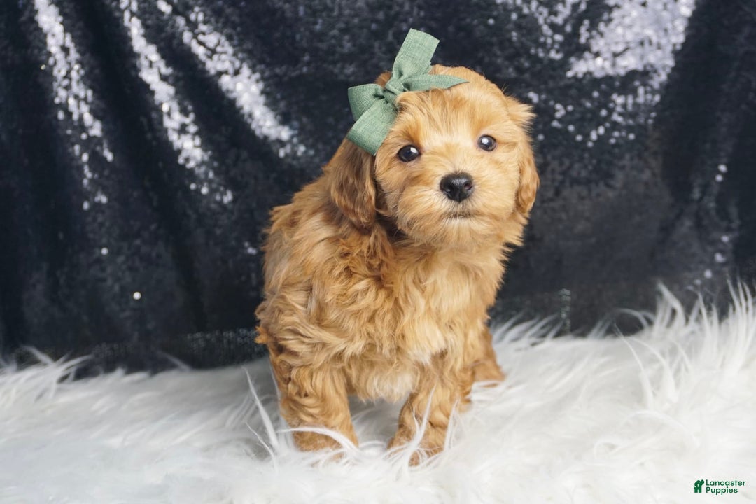 Maltipoo dogs for sale: Maltipoo 2 puppies - Image 2