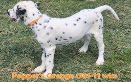 Dalmatian dogs for sale: Peppers Orange Girl - Image 20