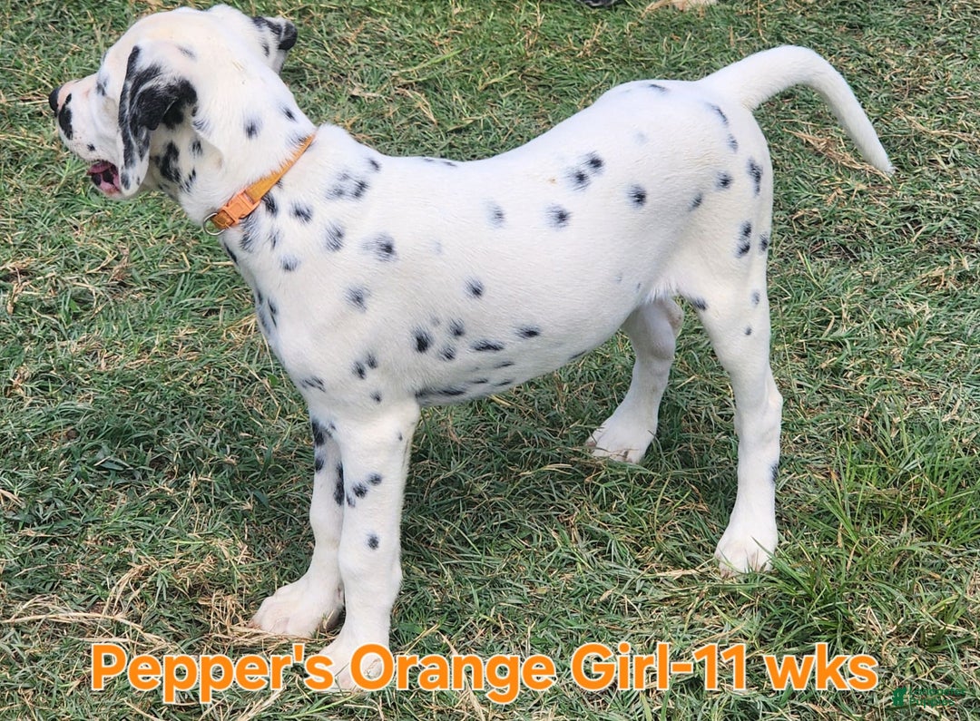 Dalmatian dogs for sale: Peppers Orange Girl - Image 20
