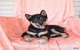 Shiba Inu dogs for sale: Warrior - Image 12