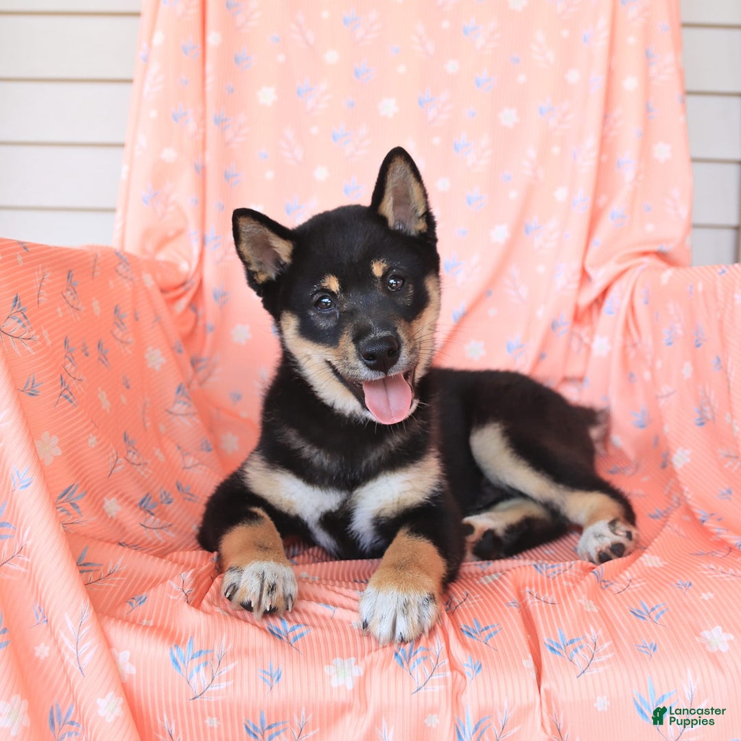 Shiba Inu dogs for sale: Warrior - Image 12