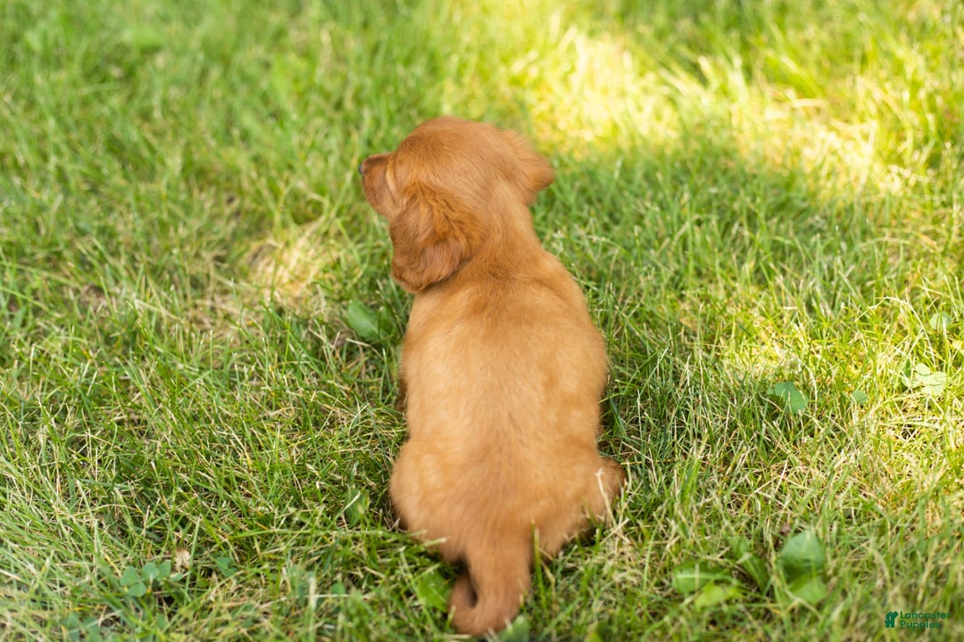 Miniature Dachshund dogs for sale: Millie - Image 7