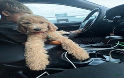 Goldendoodle dogs for sale: Multigenerational Mini Goldendoodles - Image 1