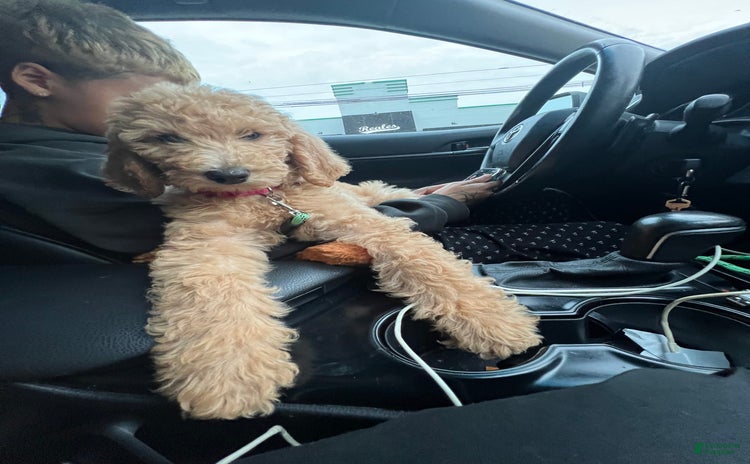 Goldendoodle dogs for sale - Ad 1