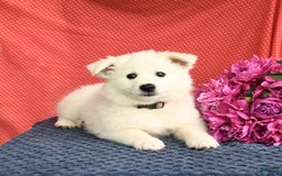 American Eskimo dogs for sale: Meadow - Image 7