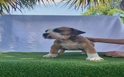 South African Boerboels dogs for sale: Bray - Image 6