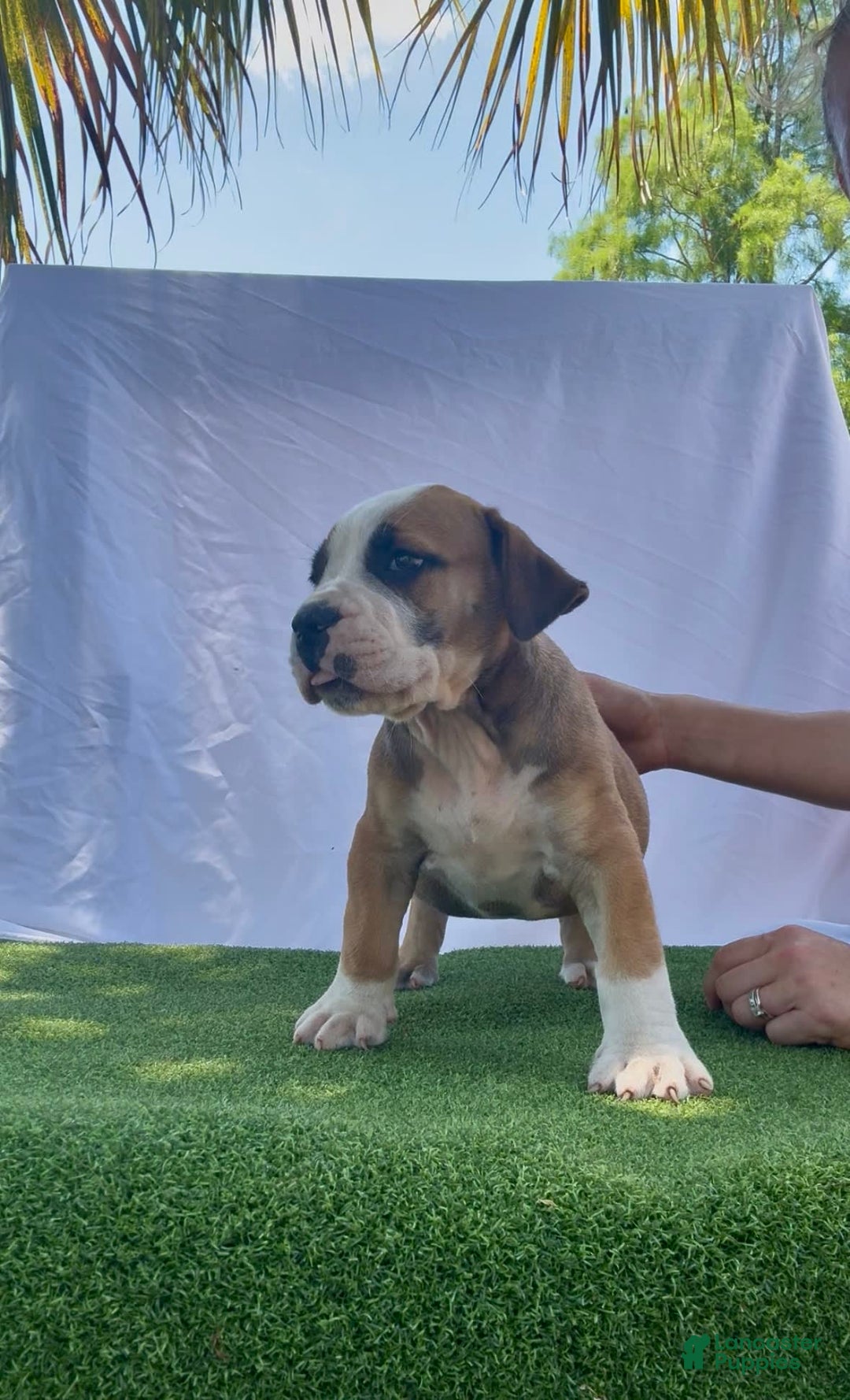 South African Boerboels dogs for sale: Bray - Image 6
