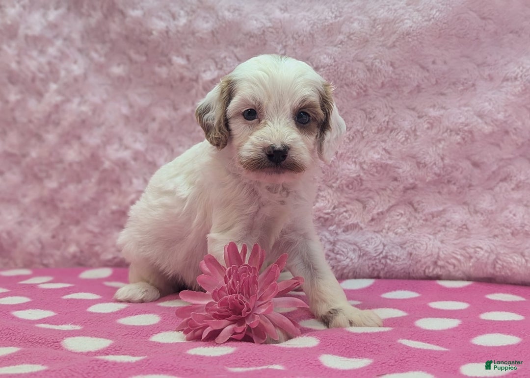 Cavapoo dogs for sale: Forky - Image 6